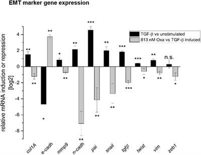 The macrocyclic lactone oxacyclododecindione reduces fibrosis progression